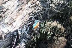 Killikus&reg; Fotographie